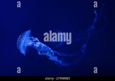 Ortica marina sudamericana Jellifish, Chrysaora plocamia che nuota in acquario con illuminazione al neon blu. Organismi acquatici, animali, vita sottomarina Foto Stock