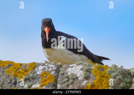 Beccaccia di mare Foto Stock