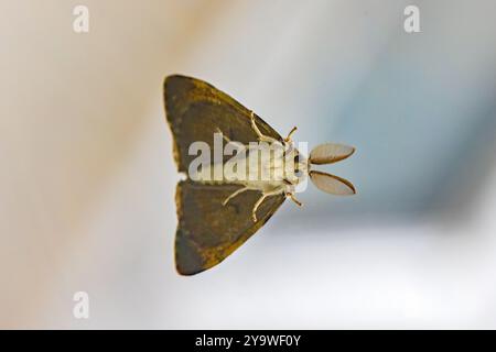 vista ravvicinata della parte inferiore di una falena zingara con ampie antenne Foto Stock