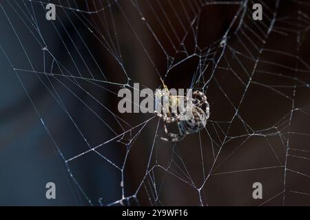 vista ravvicinata di un grande tessitore di sfere coronate marrone nella rete con una vespa catturata che la avvolge con seta a spideruola e sfondo sfocato scuro Foto Stock