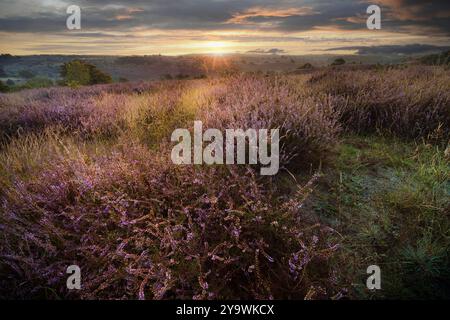 Infinite colline con blooming heather a sunrise. Fotografato alla Posbank nei Paesi Bassi. Foto Stock