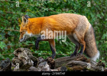 Caccia alla volpe rossa (Vulpes vulpes) camminando sul ceppo di alberi ai margini della foresta Foto Stock