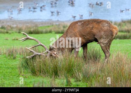 Il cervo erboso (Cervus elaphus) cervo in praterie sfregando grossi palchi in erba alta e vegetazione durante il sfregamento in autunno / autunno Foto Stock