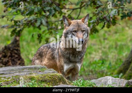 Caccia al lupo eurasiatico solitario/lupo grigio europeo (Canis lupus lupus) nella foresta/bosco Foto Stock