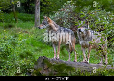 Due lupi eurasiatici / lupi grigi europei (Canis lupus lupus) caccia nella foresta / bosco Foto Stock