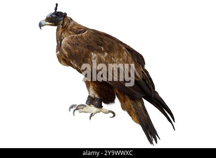 Uccello rapace aquila dorata con cappuccio in pelle sulla testa isolato su sfondo bianco Foto Stock