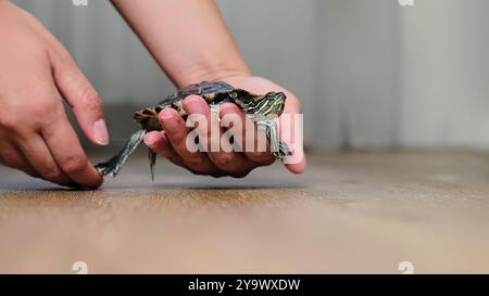 Una tartaruga si siede tranquillamente nella mano di una persona, catturata all'interno su un pavimento di legno. La foto rappresenta i temi della calma, della tranquillità e del Foto Stock