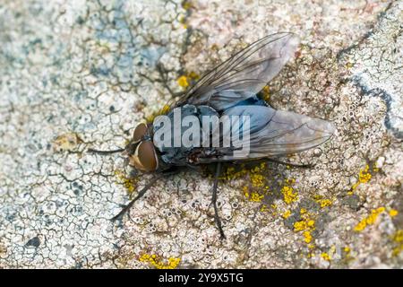 Bluebottle (calliphora vicina), primo piano di un singolo insetto a riposo su un muro coperto di licheni in una giornata fredda, il più comune dei vari speci di soffiatura Foto Stock