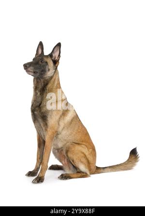 Malinois, pastore belga di razza pura, seduto su sfondo bianco Foto Stock