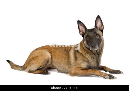 Cane da pastore belga di razza pura (Malinois) adagiato su uno sfondo bianco Foto Stock