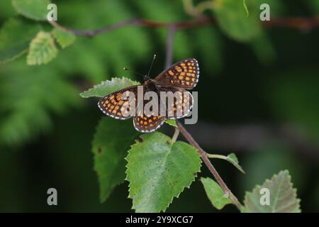 Heath Fritillary Butterfly maschio - Melitaea athalia Foto Stock