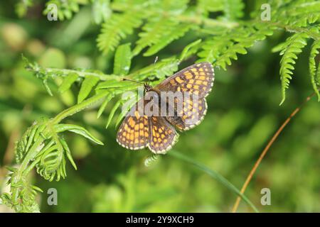 Heath Fritillary Butterfly femmina - Melitaea athalia Foto Stock