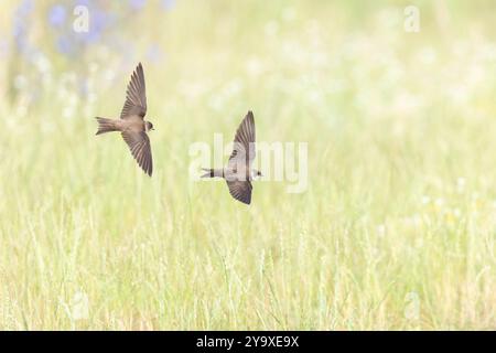 Due martin di sabbia (Riparia riparia) in volo. Foto Stock