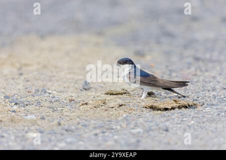 Casa martin (Delichon urbicum) arroccata sul terreno. Foto Stock