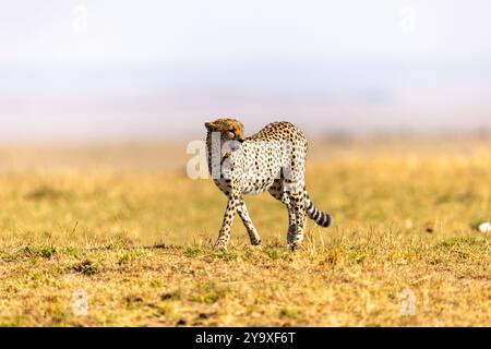 Un ghepardo solitario cammina graziosamente attraverso la vasta savana africana. Il magnifico gatto grande mostra eleganza e potenza nel suo habitat naturale, Foto Stock