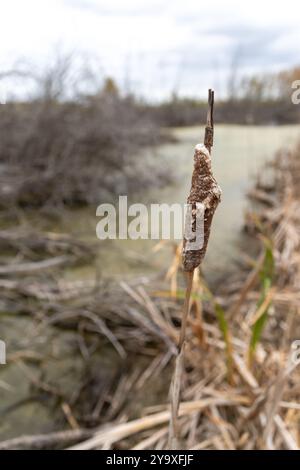 Un'alta coda di gatto (Typha latifolia) si erge maturata sul bordo di un tranquillo stagno nel Saskatchewan durante la tarda autunno. Foto Stock