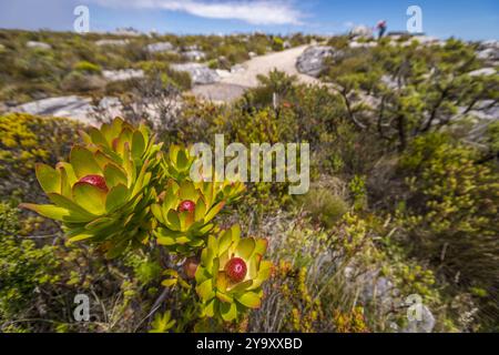 Sud Africa, Capo Occidentale, escursioni nel Parco Nazionale di Table Mountain Foto Stock