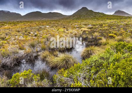 Sudafrica, Capo Occidentale, Capo di buona speranza, riserva naturale del Parco Nazionale di buona speranza Foto Stock