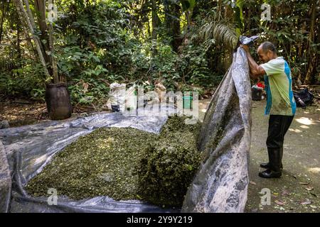 Colombia, dipartimento di Meta, laboratorio clandestino di lavorazione della coca nel cuore dell'Amazzonia, la foglia di coca viene mescolata con cemento, benzina, acido cloridrico per ottenere la pasta di coca (pasta) detta anche base che è la prima fase di lavorazione prima di ottenere la cocaina Foto Stock