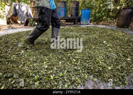 Colombia, dipartimento di Meta, laboratorio clandestino di lavorazione della coca nel cuore dell'Amazzonia, la foglia di coca viene mescolata con cemento, benzina, acido cloridrico per ottenere la pasta di coca (pasta) detta anche base che è la prima fase di lavorazione prima di ottenere la cocaina Foto Stock