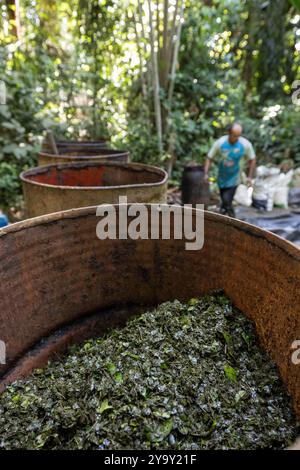 Colombia, dipartimento di Meta, laboratorio clandestino di lavorazione della coca nel cuore dell'Amazzonia, la foglia di coca viene mescolata con cemento, benzina, acido cloridrico per ottenere la pasta di coca (pasta) detta anche base che è la prima fase di lavorazione prima di ottenere la cocaina Foto Stock