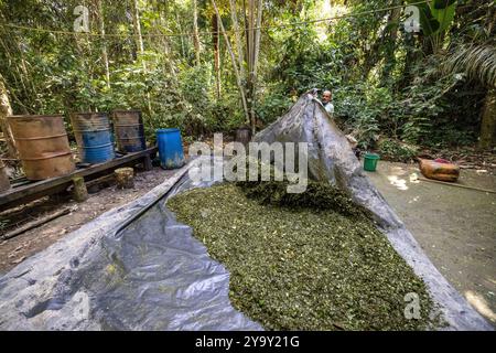 Colombia, dipartimento di Meta, laboratorio clandestino di lavorazione della coca nel cuore dell'Amazzonia, la foglia di coca viene mescolata con cemento, benzina, acido cloridrico per ottenere la pasta di coca (pasta) detta anche base che è la prima fase di lavorazione prima di ottenere la cocaina Foto Stock