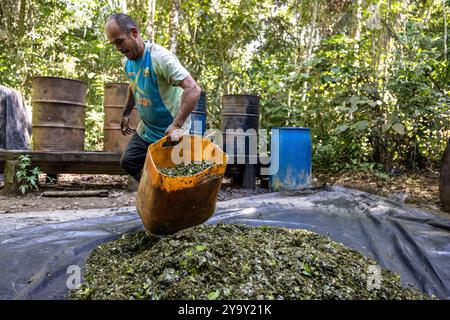 Colombia, dipartimento di Meta, laboratorio clandestino di lavorazione della coca nel cuore dell'Amazzonia, la foglia di coca viene mescolata con cemento, benzina, acido cloridrico per ottenere la pasta di coca (pasta) detta anche base che è la prima fase di lavorazione prima di ottenere la cocaina Foto Stock