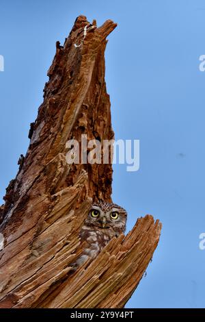 Francia, Doubs (25), faune, oiseau, Foto Stock