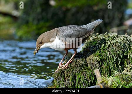 Francia, Doubs, Glay, valle di Doue, fauna selvatica, uccello, Dipper (Cinclus cinclus) Foto Stock