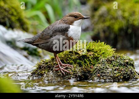 Francia, Doubs, Glay, valle di Doue, fauna selvatica, uccello, Dipper (Cinclus cinclus) Foto Stock