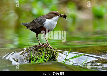 Francia, Doubs, Glay, valle di Doue, fauna selvatica, uccello, Dipper (Cinclus cinclus) Foto Stock