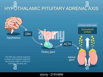 Asse surrenale ipofisario ipotalamico. Asse HPA. Risposta allo stress. Lotta o fuga. Sistema nervoso simpatico. Stress cronico. Sistema neuroendocrino. Ve Illustrazione Vettoriale