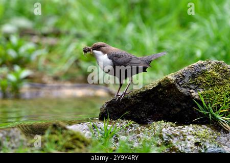 Francia, Doubs, Glay, valle di Doue, fauna selvatica, uccello, Dipper (Cinclus cinclus) Foto Stock