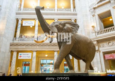 Stati Uniti, Washington DC, Smithsonian Museum o National Natural History Museum Foto Stock