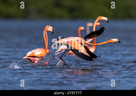 Cuba provincia di Cienfuegos Cienfuegos, la riserva di Laguna de Guanaroca, Flamingo Foto Stock