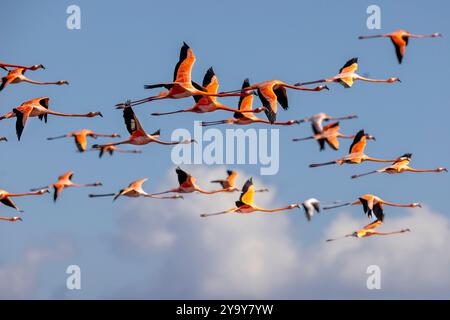 Cuba provincia di Cienfuegos Cienfuegos, la riserva di Laguna de Guanaroca, Flamingo Foto Stock