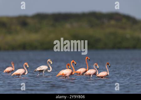 Cuba provincia di Cienfuegos Cienfuegos, la riserva di Laguna de Guanaroca, Flamingo Foto Stock