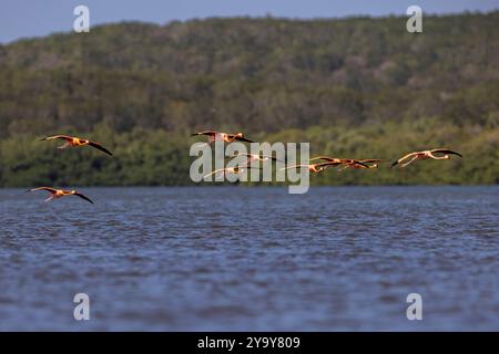 Cuba provincia di Cienfuegos Cienfuegos, la riserva di Laguna de Guanaroca, Flamingo Foto Stock