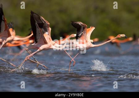 Cuba provincia di Cienfuegos Cienfuegos, la riserva di Laguna de Guanaroca, Flamingo Foto Stock