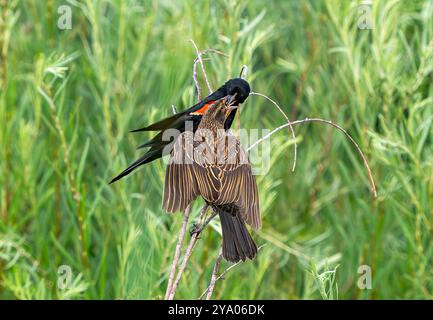 Un genitore Blackbird dalle ali rosse, un maschio, che mette il cibo nel becco di una giovane progenie non completamente indipendente. Foto Stock