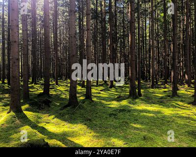Sfondo blumen fiori colori Foto Stock