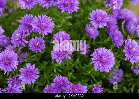 Vibranti fiori di crisantemo viola in piena fioritura nel lussureggiante giardino in una giornata luminosa. Concetto di bellezza naturale e giardinaggio ornamentale Foto Stock