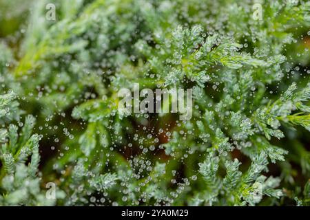 Goccioline d'acqua sulla rete di ragno che coprono i rami di piante verdi in una mattina nebbiosa. Concetto di bellezza naturale, rete coperta di rugiada e tranquille scene della natura Foto Stock