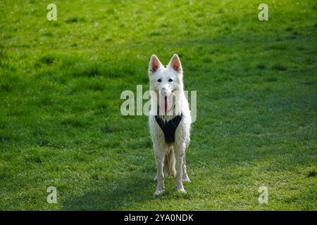 Cane bianco con la lingua fuori Foto Stock