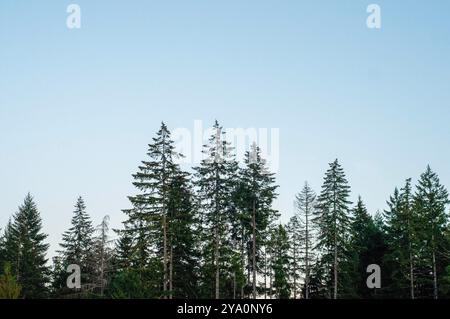 Alberi sempreverdi maturi si stagliano contro un cielo autunnale al crepuscolo nel lago Cowichan, a.C. Foto Stock