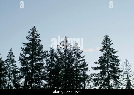 Alberi sempreverdi maturi si stagliano contro un cielo autunnale al crepuscolo nel lago Cowichan, a.C. Foto Stock