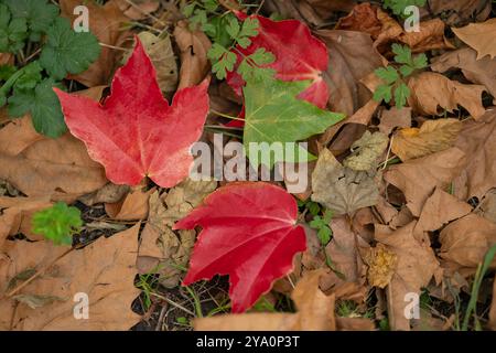 Foglie autunnali di colore rosso brillante e verde sul terreno circondate da foglie marroni secche e piante verdi fresche in una foresta. Concetto di cambiamento stagionale, beaut Foto Stock
