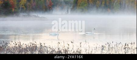 Trombettiere cigno in una mattina nebbiosa nel Wisconsin settentrionale. Foto Stock