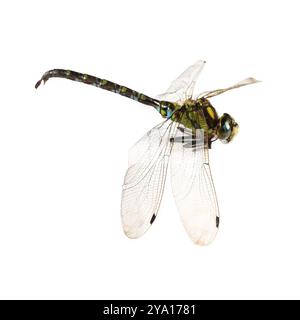 Una libellula isolata sul bianco. Bellissimo insetto Foto Stock