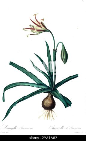 Amaryllis broussonetii. Illustrazione da Les Liliacees di Pierre-Joseph Redoute. Prodotto sotto il patrocinio di Josephine Bonaparte, imperatrice di Francia, Les Liliacees di Redoute conteneva 503 lastre che descrivevano le varie specie di piante della famiglia dei gigli. Prodotte nel 1802-1816, le lastre sono tratte dalla vasta collezione di piante dell'imperatrice Giuseppina nei suoi giardini a Malmaison, dove Redoute lavorò come artista botanico. Questo folio è spesso considerato il capolavoro di Redoute a causa della portata, della portata e della qualità del suo contenuto. Foto Stock